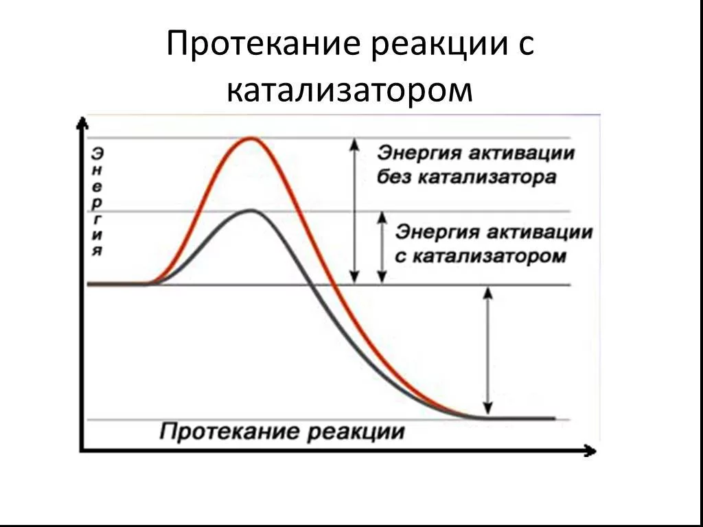 Катализ